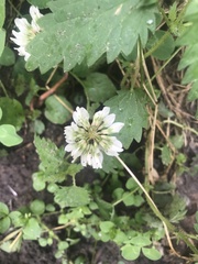 Trifolium repens