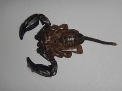 Hormurus