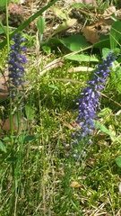 Veronica spicata