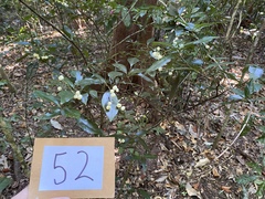Psychotria dallachiana