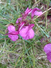 Pedicularis kerneri