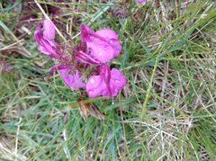 Pedicularis kerneri