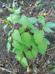 Solanum dulcamara