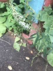 Melilotus albus