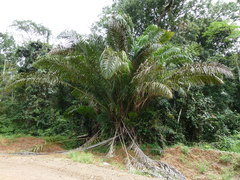 Raphia palma-pinus