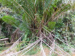 Raphia palma-pinus