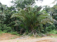 Raphia palma-pinus