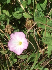 Convolvulus arvensis