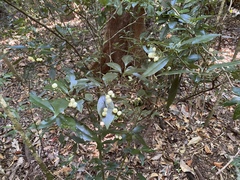 Psychotria dallachiana