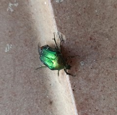 Cetonia aurataeformis