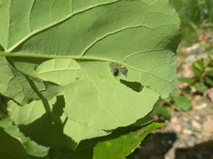 Coleoptera