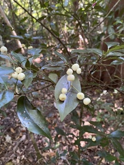 Psychotria dallachiana