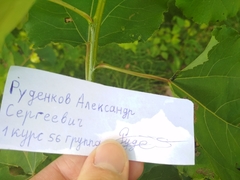 Coleoptera