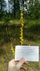Verbascum nigrum