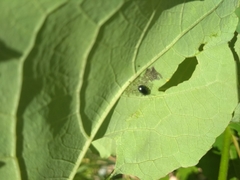 Coleoptera