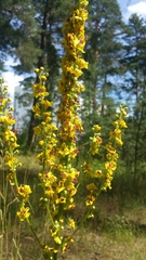 Verbascum nigrum