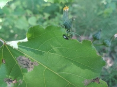 Coleoptera