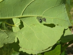 Coleoptera