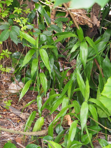Dracaena sanderiana