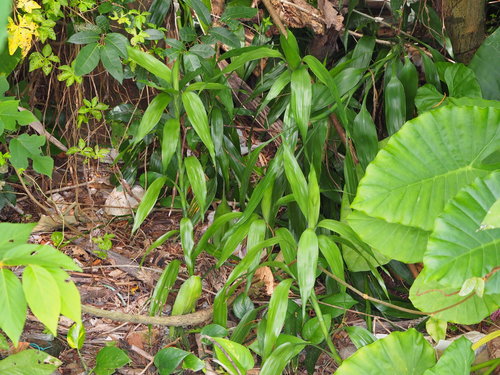 Dracaena sanderiana