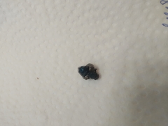 Calyptratae