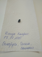 Calyptratae