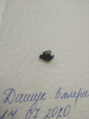 Calyptratae