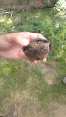 Kinosternon subrubrum subrubrum