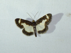 Heliomata cycladata