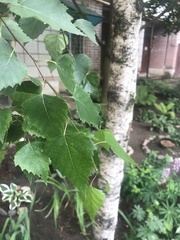 Betula pendula
