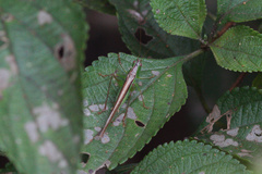 Conocephalus iris
