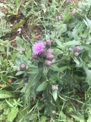 Cirsium arvense