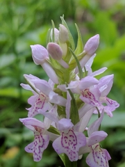 Dactylorhiza majalis baltica