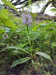 Dactylorhiza majalis baltica