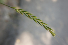 Poaceae