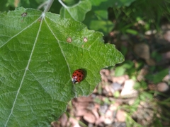 Harmonia axyridis