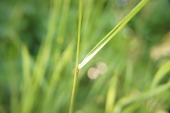 Poaceae
