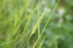 Poaceae