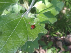 Harmonia axyridis