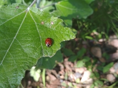 Harmonia axyridis