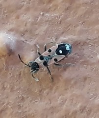 Horvathiolus superbus