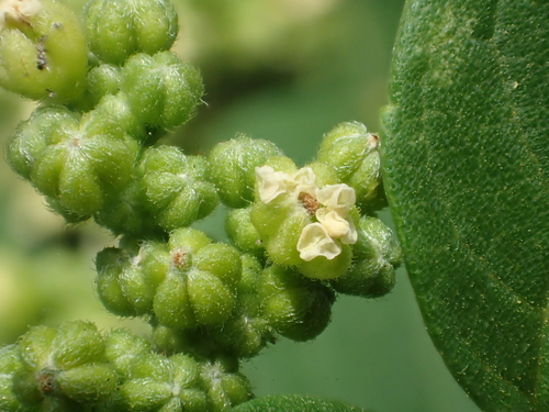 Trema orientale