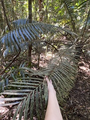 Lepidozamia hopei