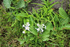 Primula denticulata