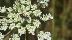 Chlorophorus sartor