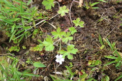 Geranium nepalense