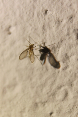 Phlebotomus papatasi