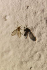 Phlebotominae