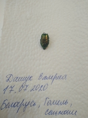 Cetonia aurata