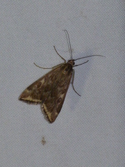 Loxostege munroealis